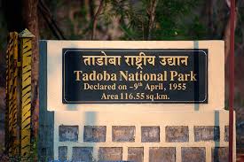 Exploring the Untamed Wilderness: A Journey through Tadoba National Park