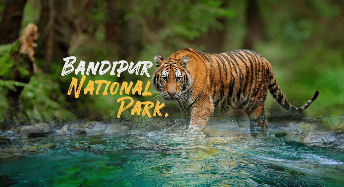 Bandipur National Park