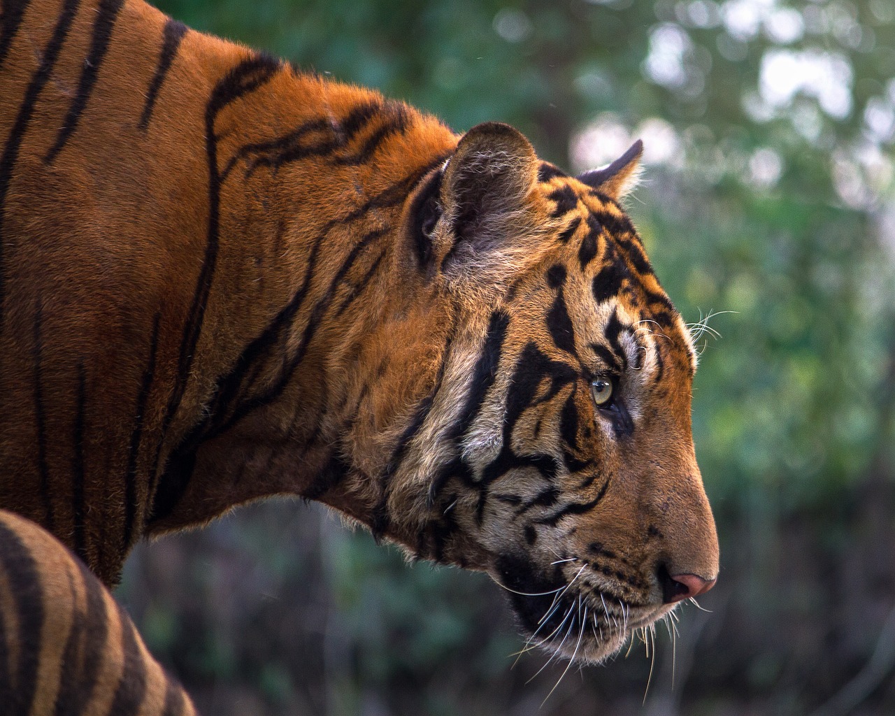 Safari Timings in Bandhavgarh National Park -